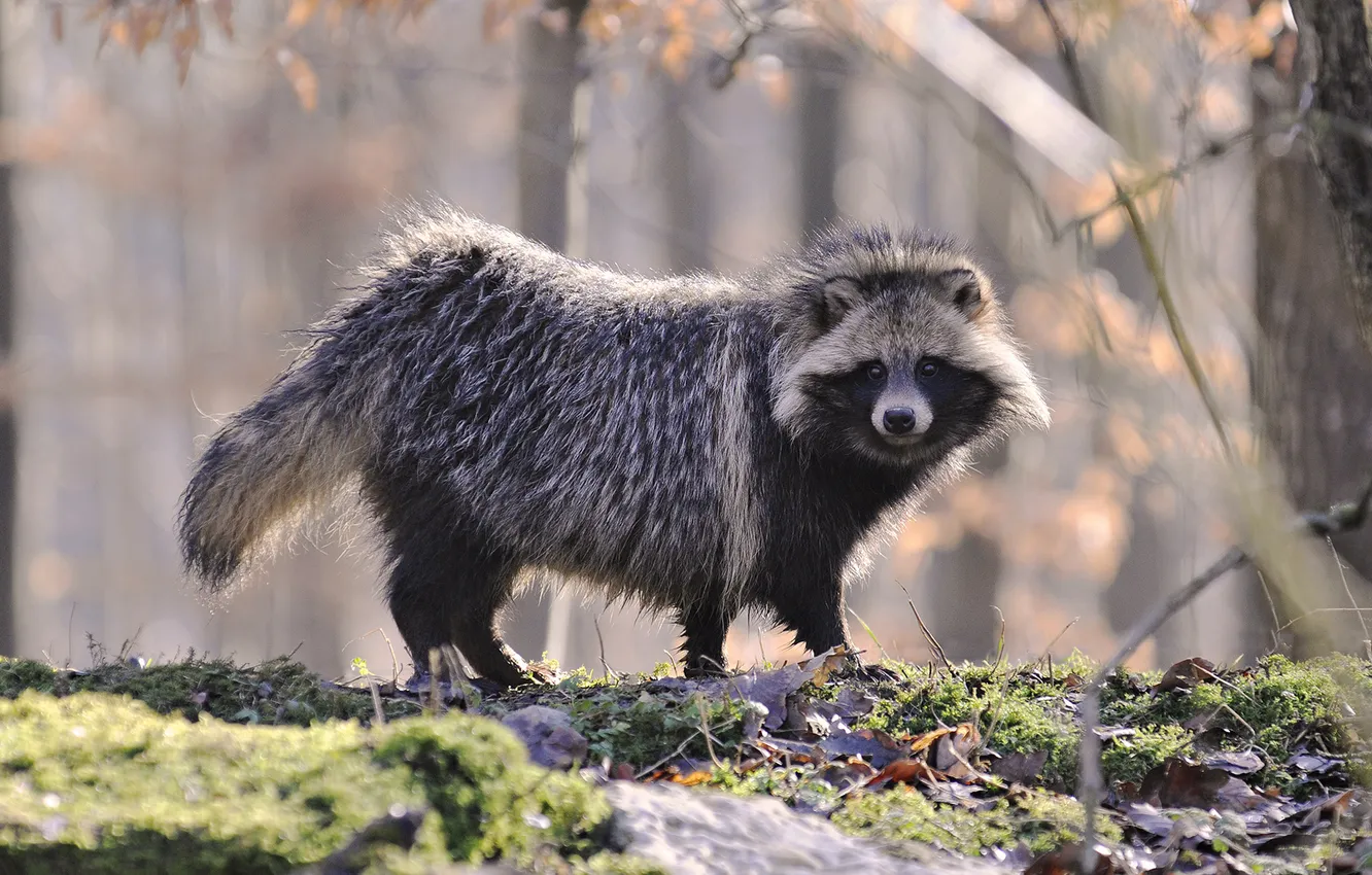 Photo wallpaper nature, animal, raccoon