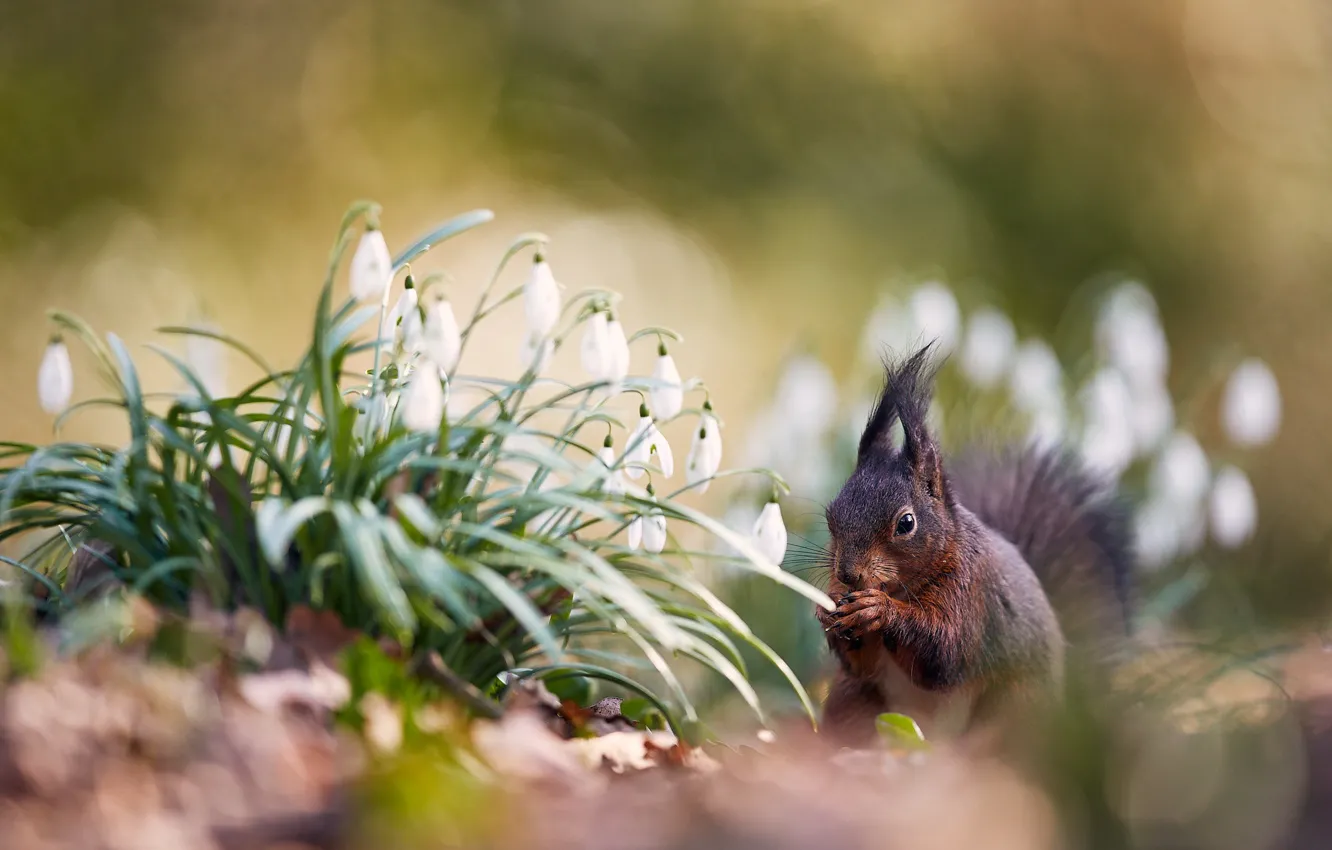 Photo wallpaper flowers, glade, spring, protein, snowdrops, bokeh