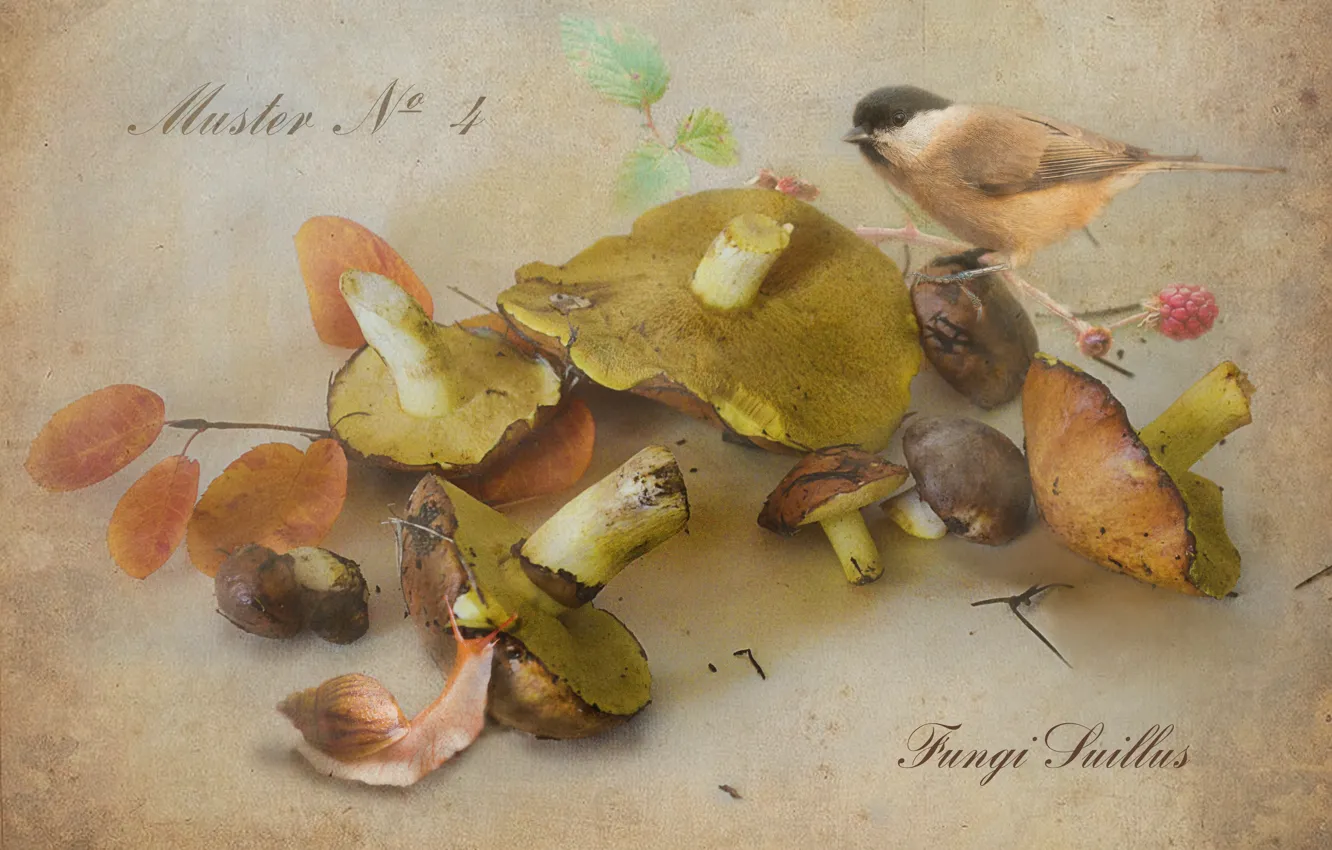 Photo wallpaper autumn, mushrooms, snail, branch, tit, boletus, Botanical album
