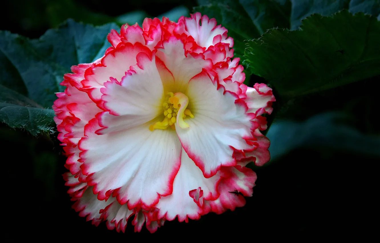 Photo wallpaper leaves, flowers, petals, begonia