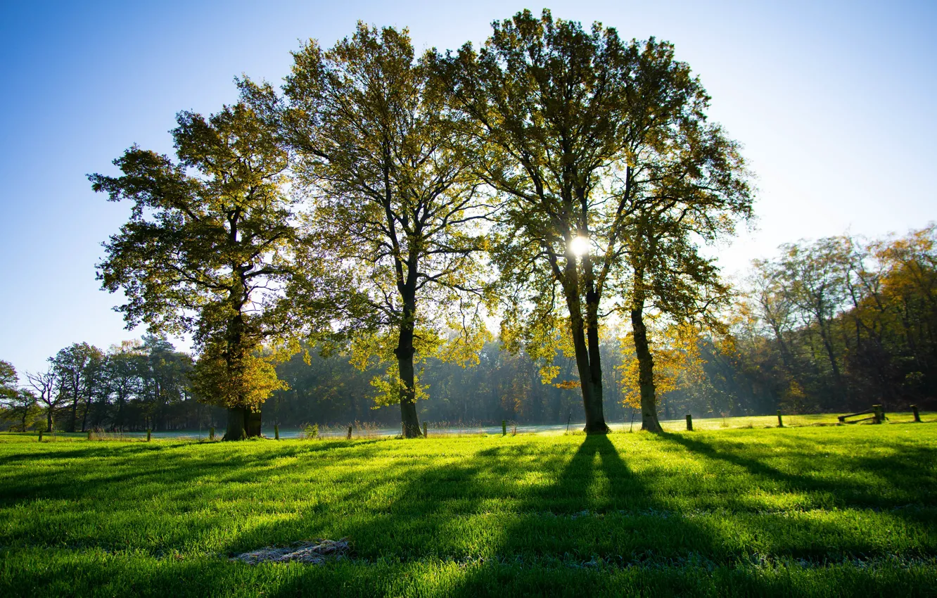 Photo wallpaper greens, field, autumn, grass, the sun, rays, light, trees