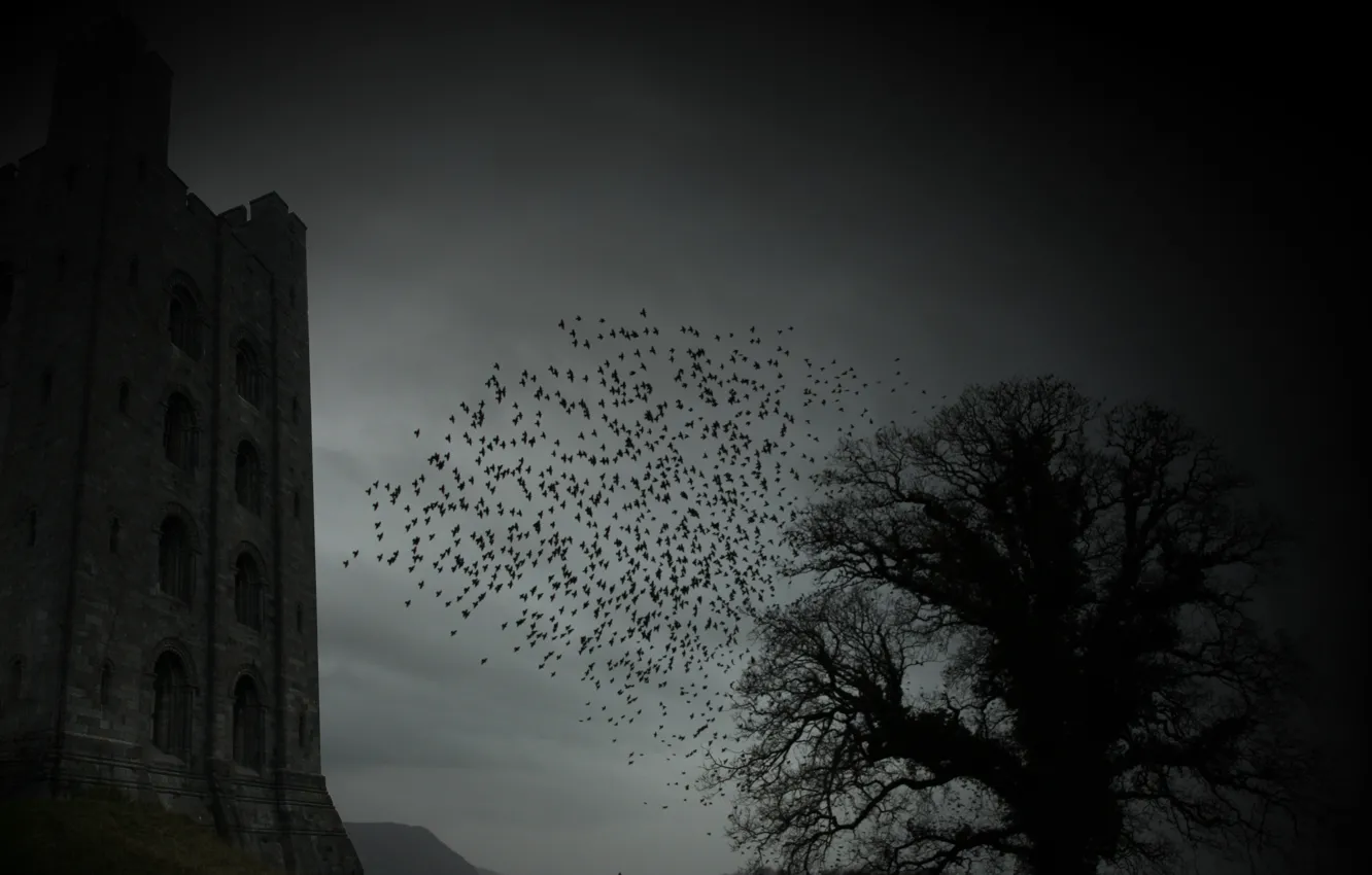 Photo wallpaper trees, castle, gloomy, horror