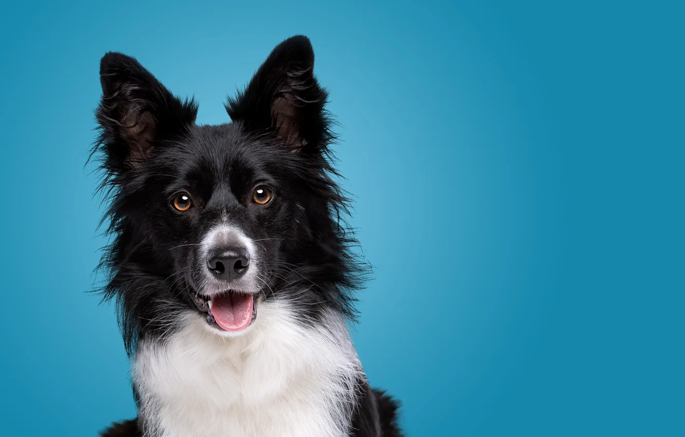 Photo wallpaper puppy, dog, Happy, pet, portrait, border, Collie, Headshot
