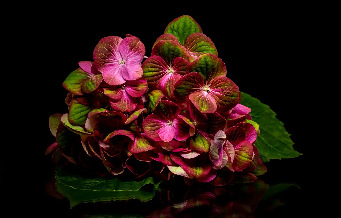 Photo wallpaper macro, reflection, hydrangea