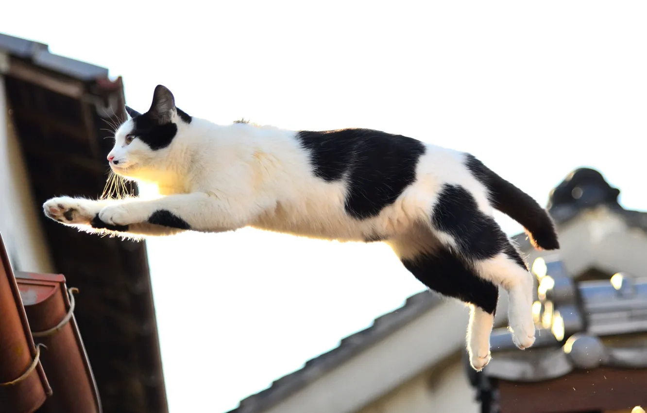 Photo wallpaper cat, jump, Koshak, Tomcat
