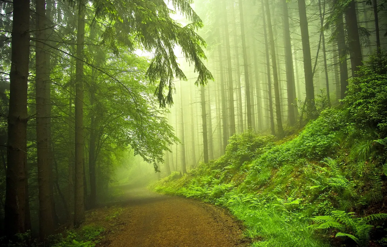 Photo wallpaper road, forest, nature