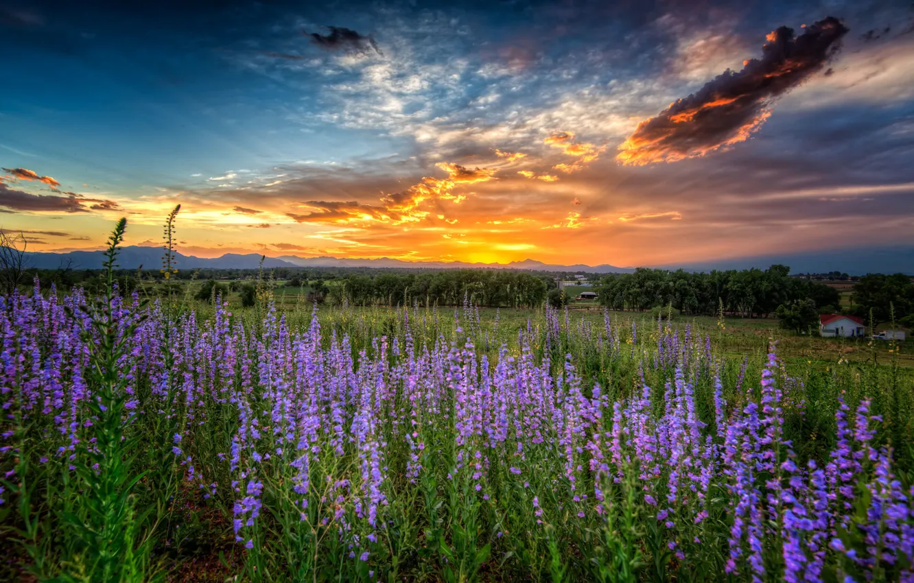 Photo wallpaper sunset, flowers, meadow, Colorado, Colorado, Louisville, Louisville