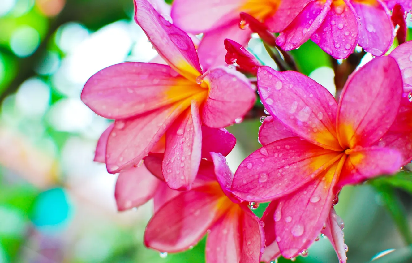 Photo wallpaper drops, Rosa, plumeria