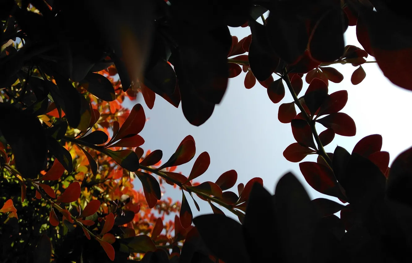 Photo wallpaper trees, nature, foliage, leaves, red leaves, red foliage, natural background, the foliage is red