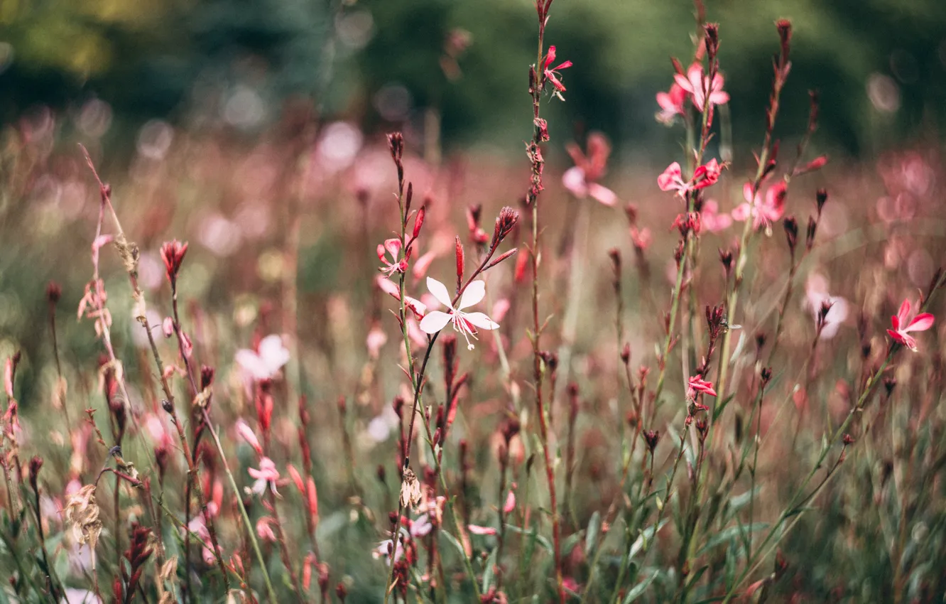 Photo wallpaper field, grass, flowers, nature, plant, spring, close-up, nature
