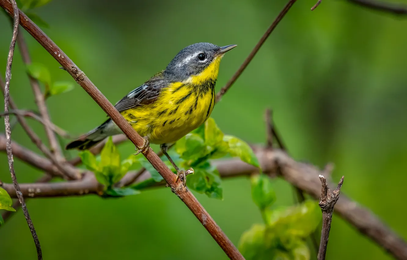 Photo wallpaper leaves, branches, microsemi, bird, beautiful, bright color