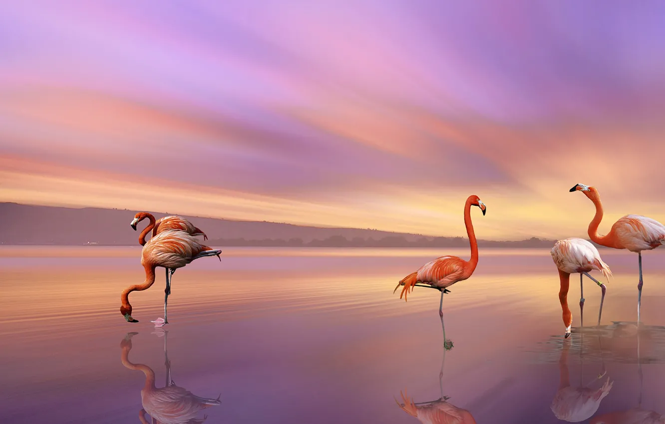 Photo wallpaper sunset, lake, bird, Flamingo, pink flamingos