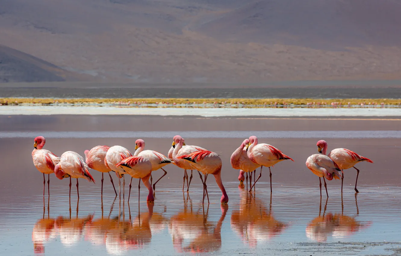 Photo wallpaper birds, reflection, shore, pack, Flamingo, pond, a lot, pink flamingos