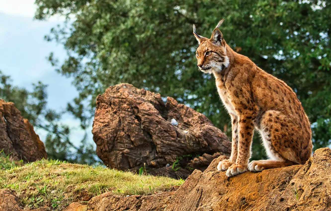 Photo wallpaper grass, trees, nature, stones, foliage, lynx, sitting, bokeh