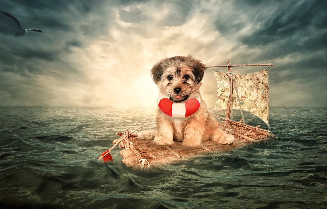 Photo wallpaper sea, the situation, dog, Seagull, puppy, the raft, doggie, lifeline