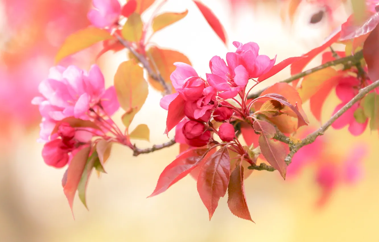Photo wallpaper leaves, flowers, branches, background, blur, spring, pink, Apple