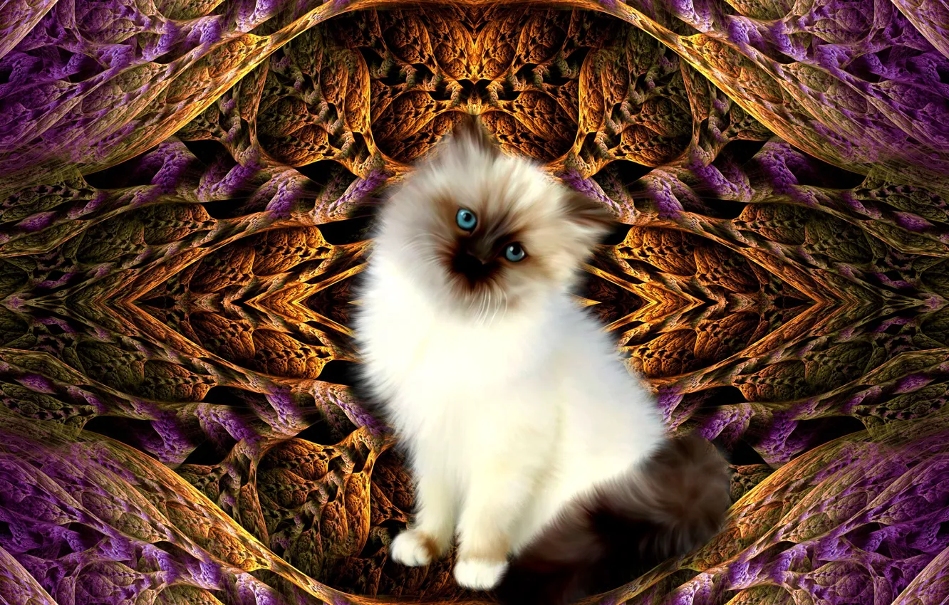 Photo wallpaper pattern, kitty, 3D graphics