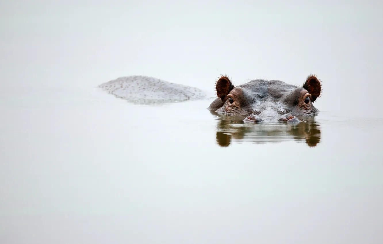 Photo wallpaper water, head, mammal, Hippopotamus