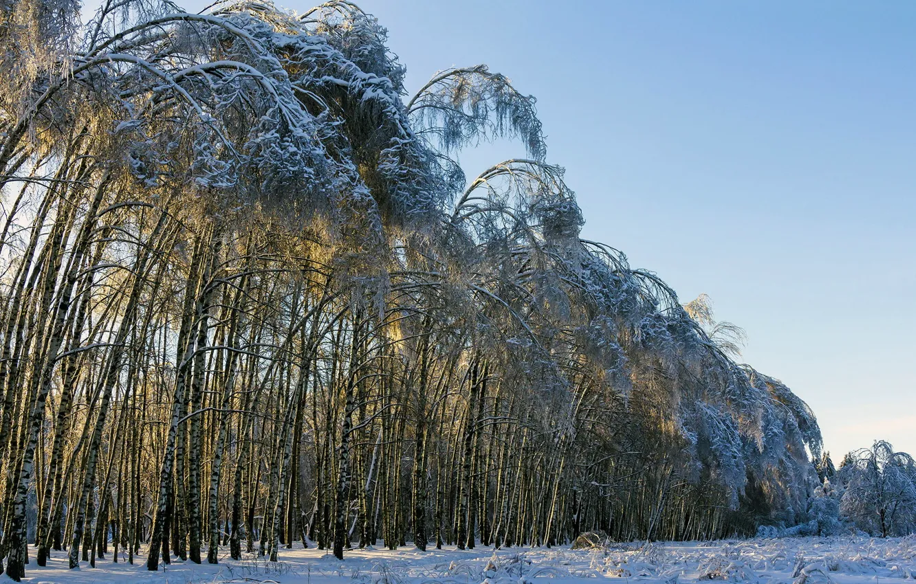 Photo wallpaper winter, trees, landscape