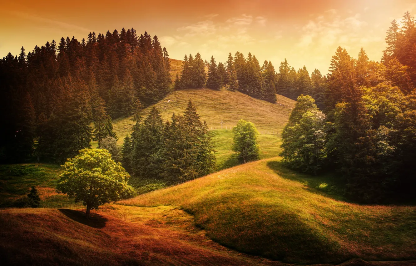 Photo wallpaper trees, hills, treatment, Alpine waves