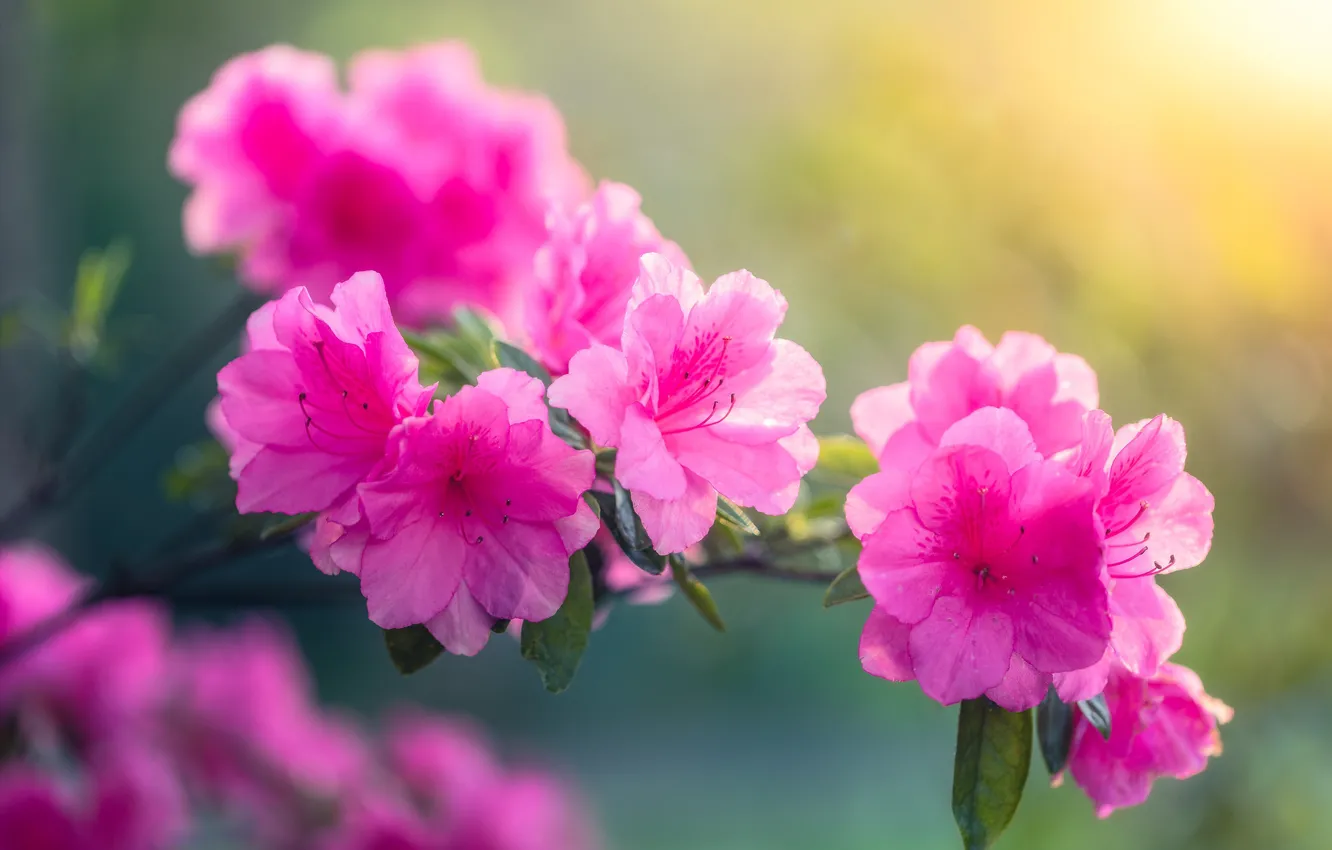 Photo wallpaper branch, bokeh, Azalea