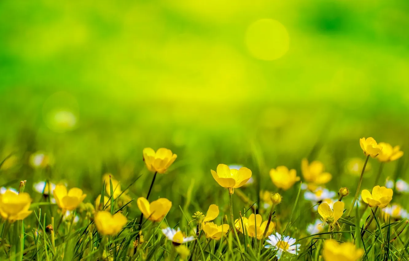 Photo wallpaper grass, background, chamomile, Flowers, yellow, blur