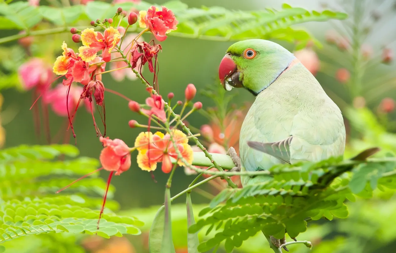 Photo wallpaper leaves, flowers, Indian ringed parrot