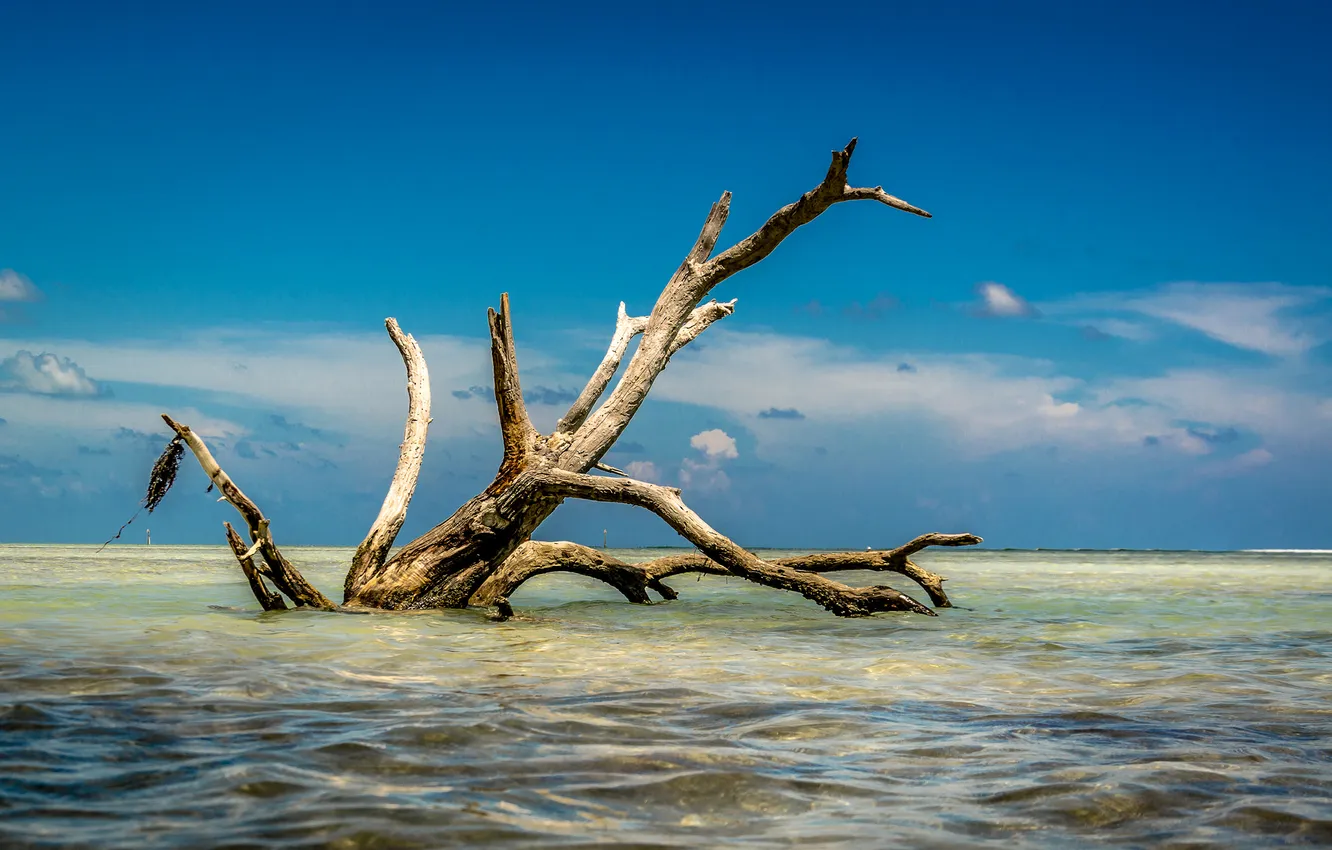 Photo wallpaper sea, the sky, clouds, trees, snag, shallow water
