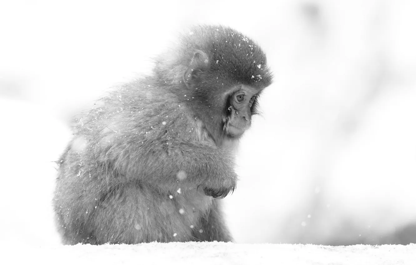 Photo wallpaper nature, background, monkey