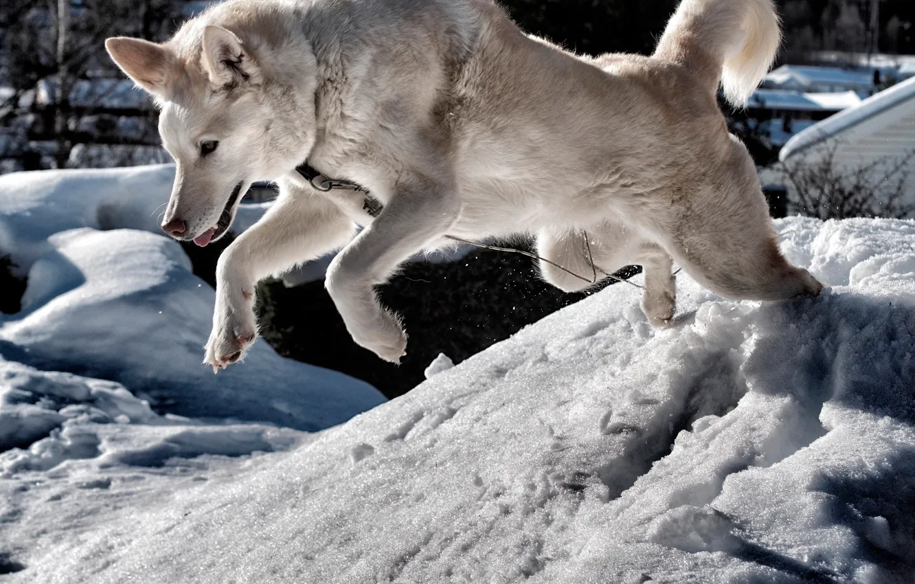 Photo wallpaper winter, the sun, snow, jump, dog, white