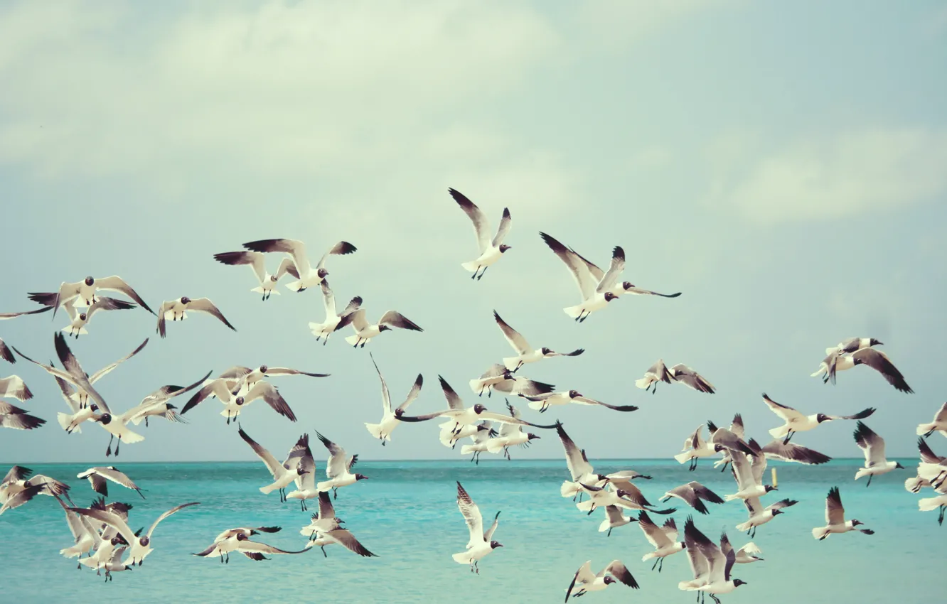 Photo wallpaper sea, flight, seagulls
