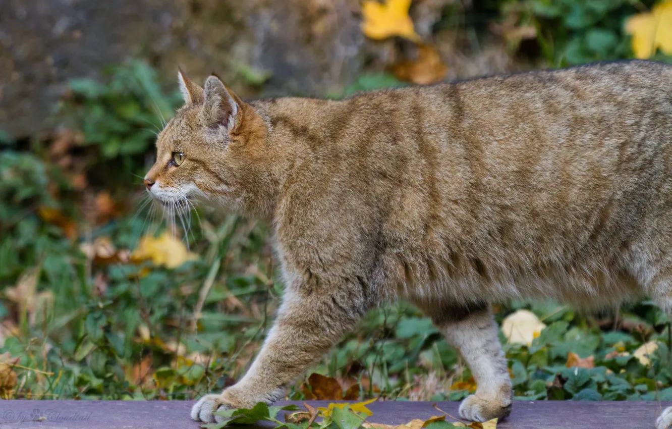 Photo wallpaper cat, leaves, profile, wildcat, wild cat