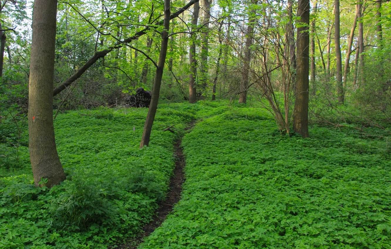 Photo wallpaper forest, park, tree, path in the forest