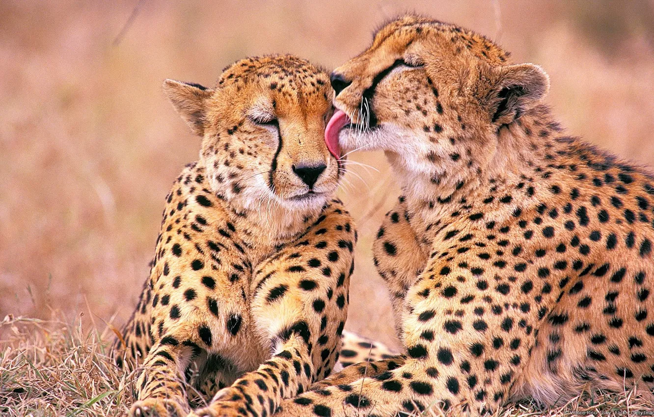 Photo wallpaper kiss, two, Cheetah