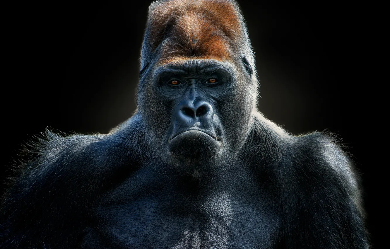 Photo wallpaper lighting, gorilla, Gorilla