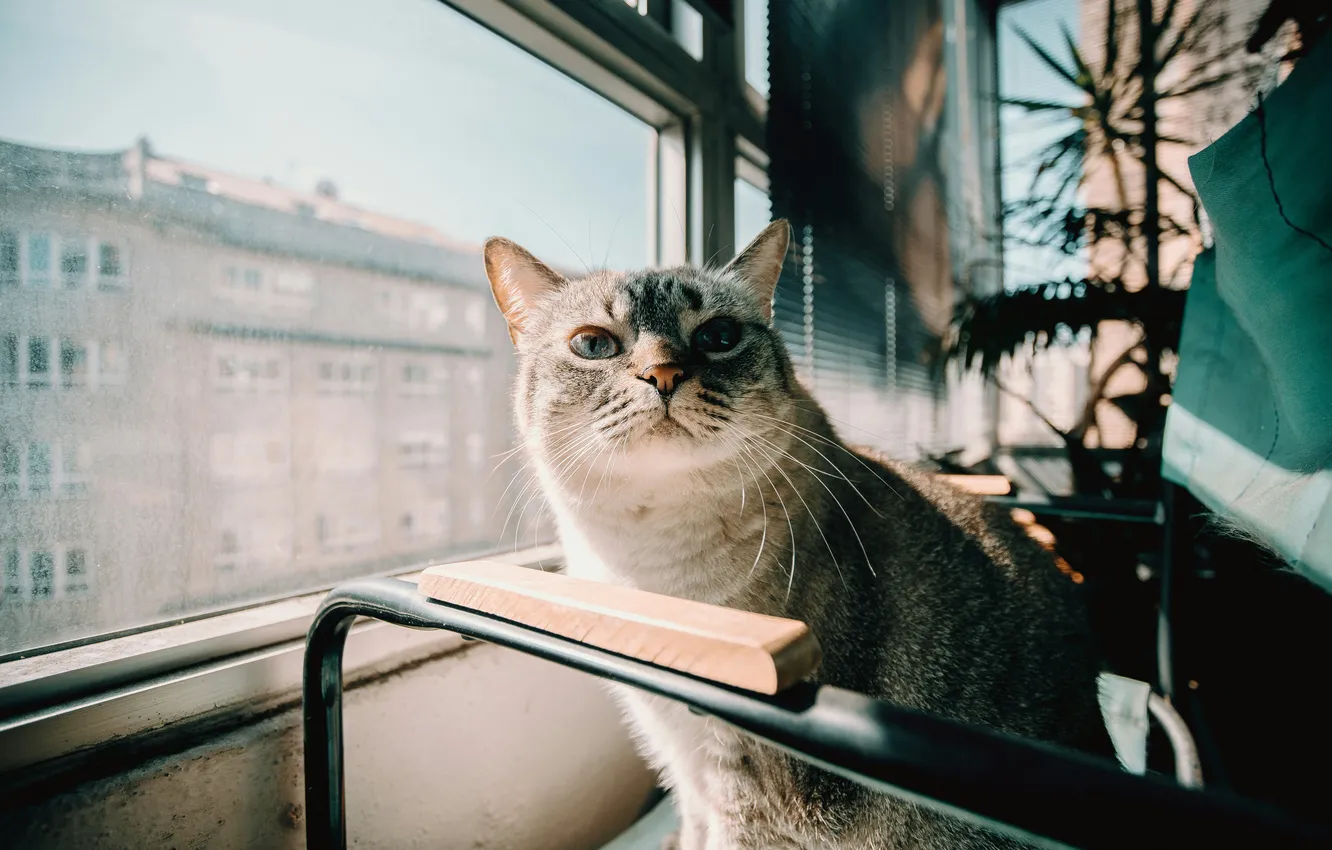 Photo wallpaper cat, cat, look, glass, light, the city, pose, grey
