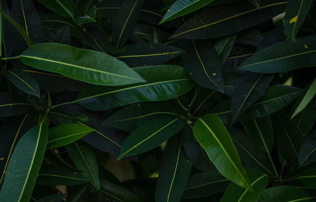 Photo wallpaper leaves, green, plant, ficus