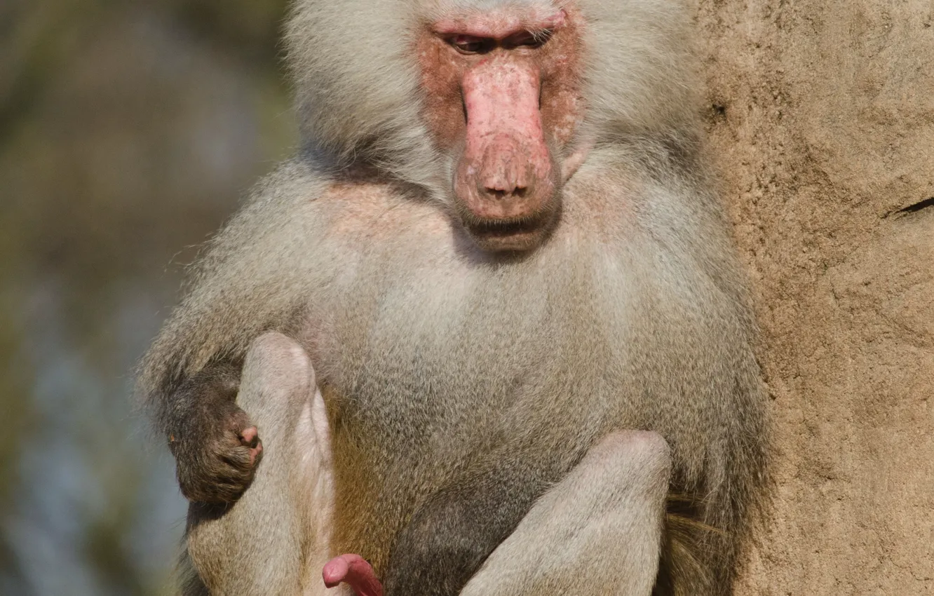 Photo wallpaper monkey, sitting, wildlife, male, the primacy of, mammal, Baboon, Old monkey