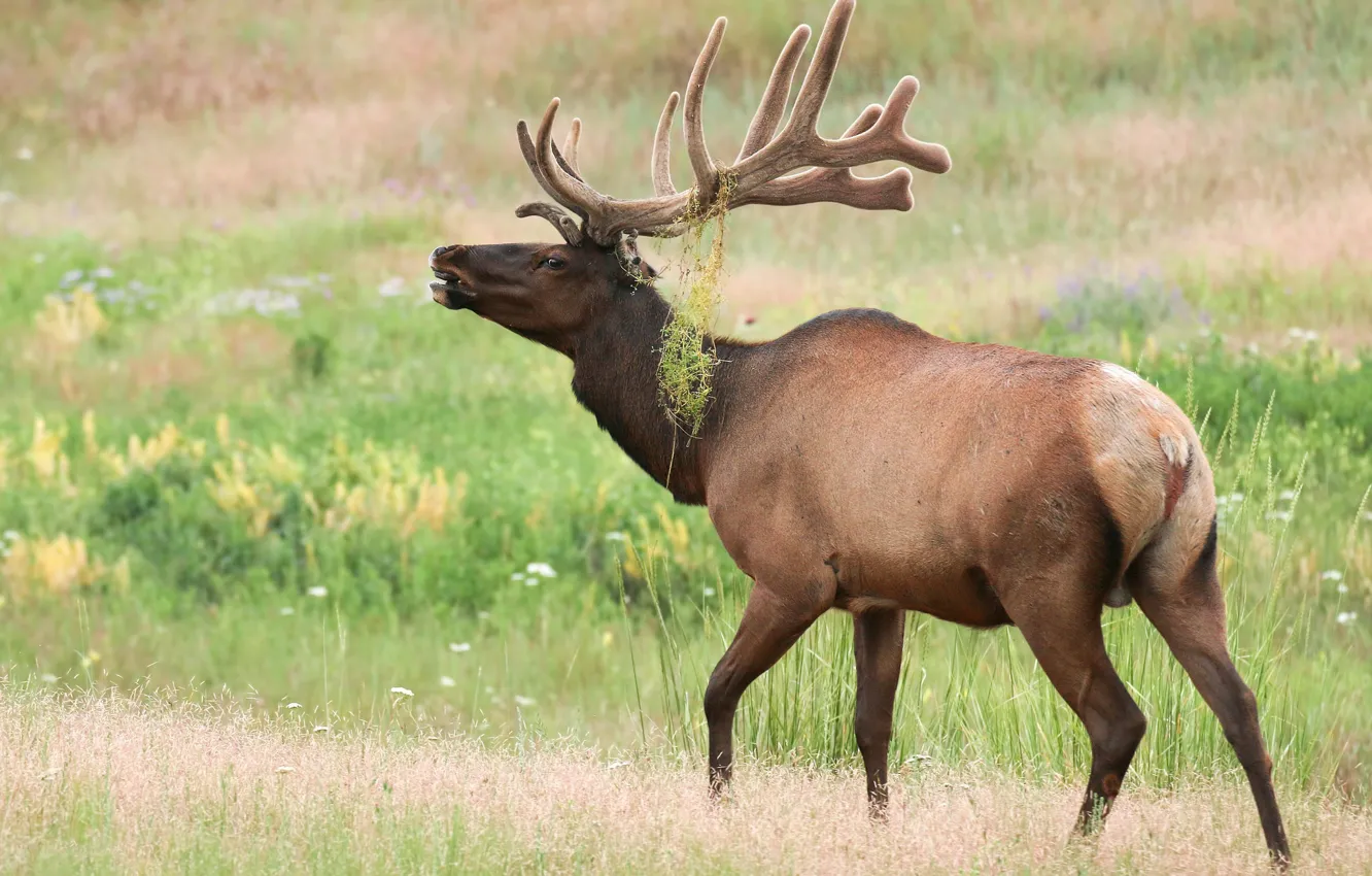 Photo wallpaper greens, summer, grass, nature, glade, deer, walk