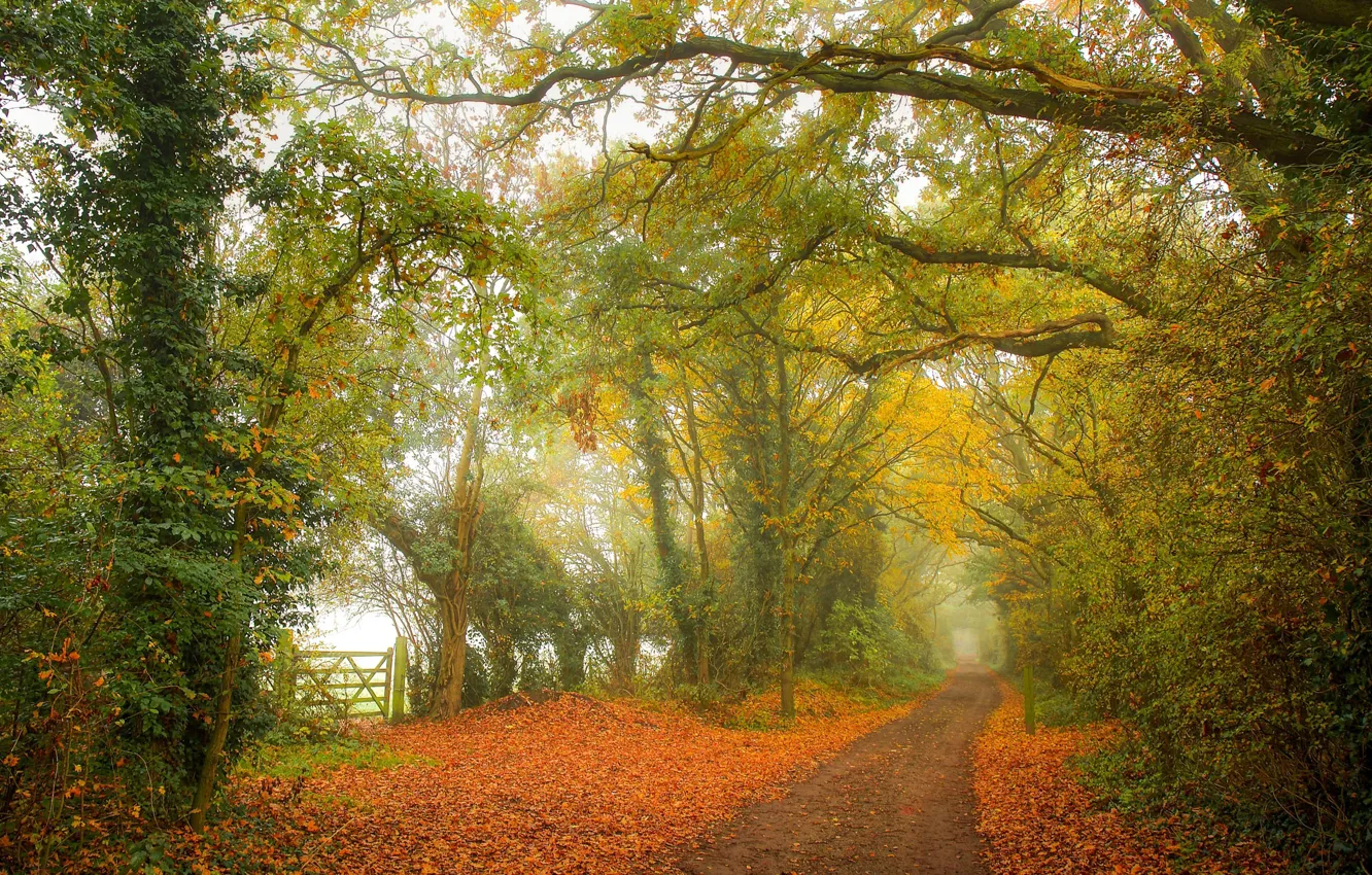 Photo wallpaper autumn, fog, path