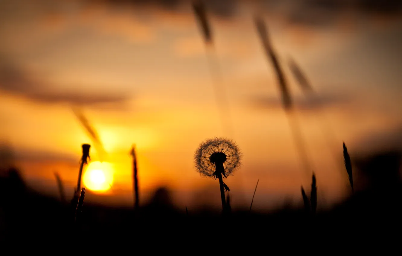 Photo wallpaper field, the sky, grass, the sun, sunset, dandelion, silhouette