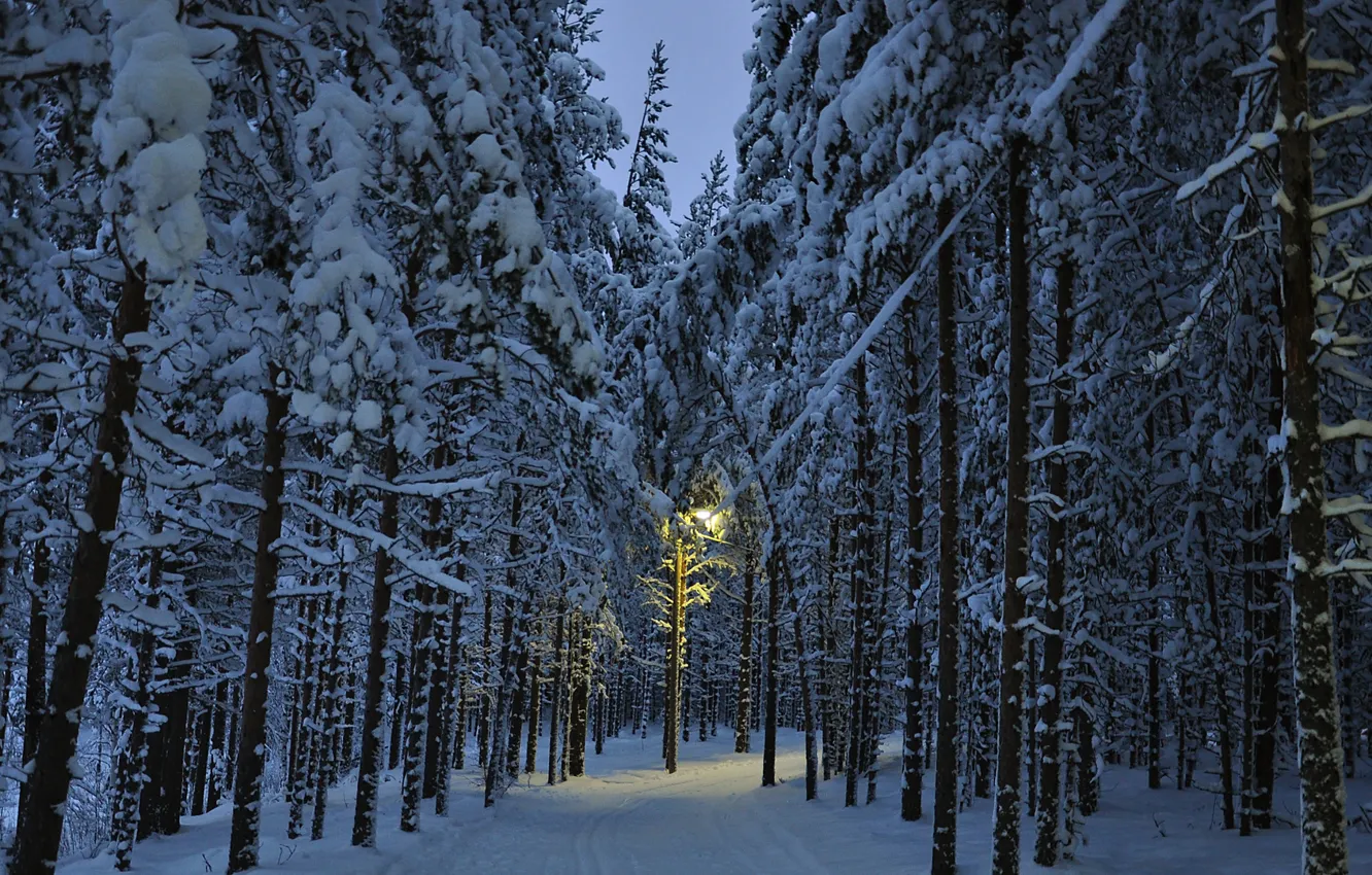 Photo wallpaper winter, road, light, snow, trees, nature