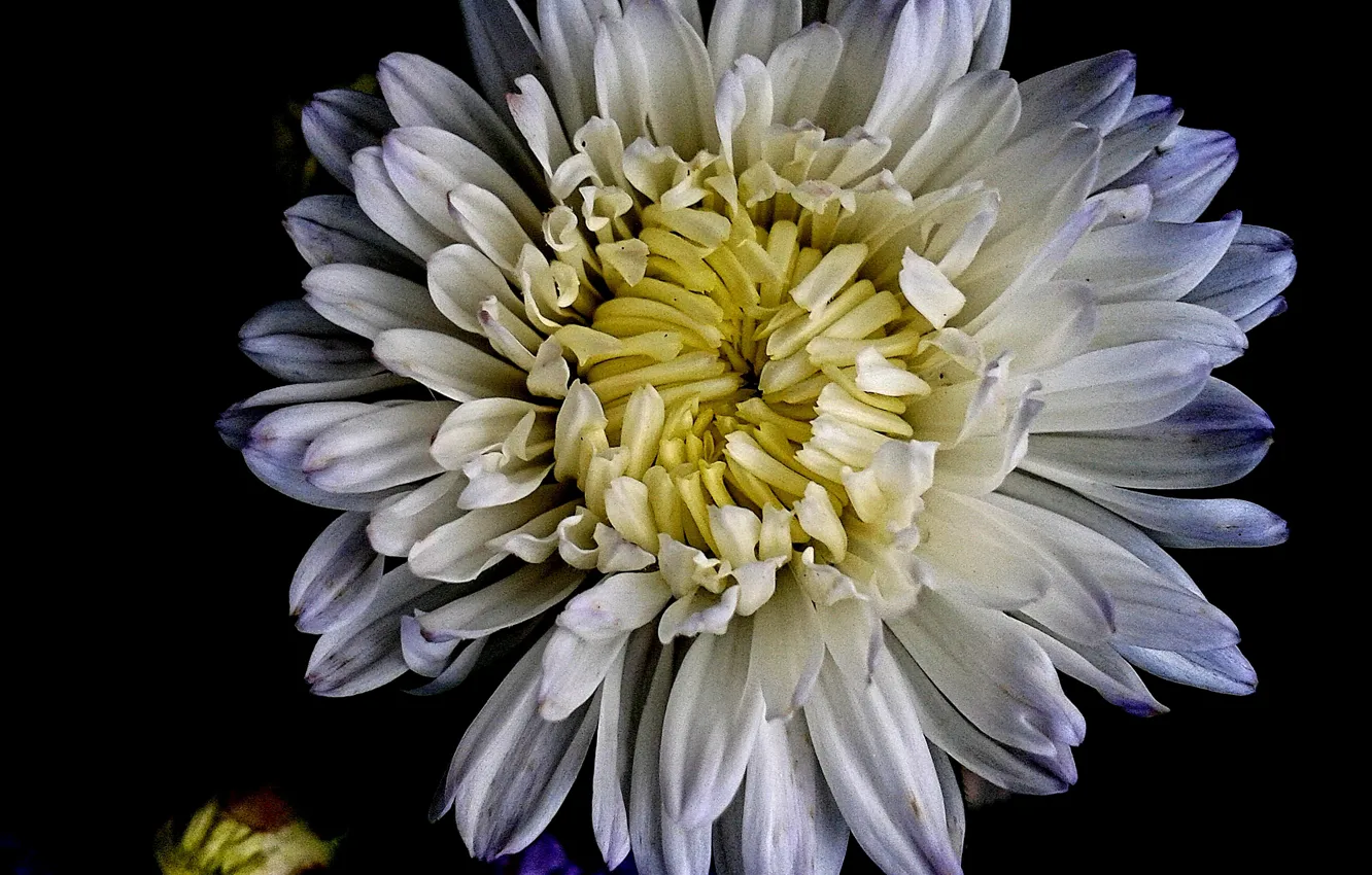 Photo wallpaper flower, nature, chrysanthemum