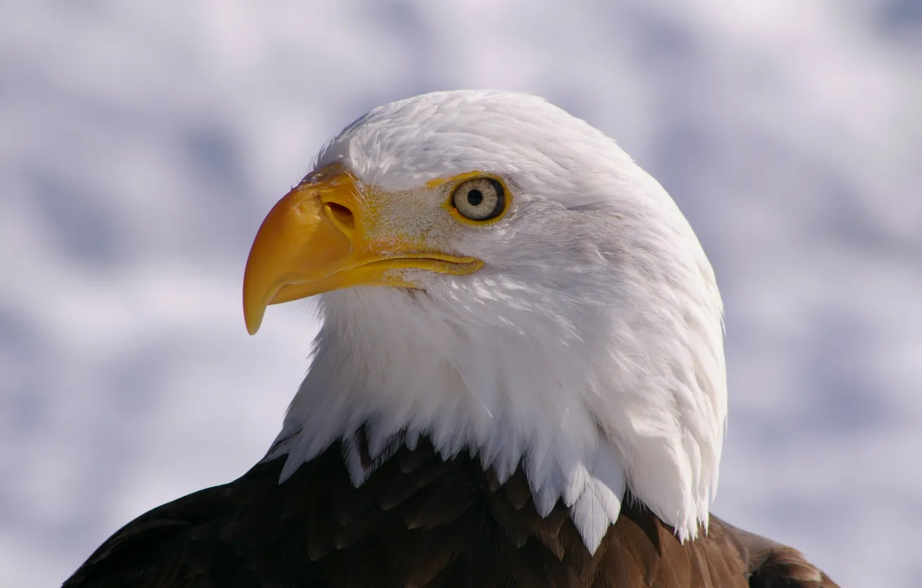 Photo wallpaper look, bird, profile, bird, bald eagle, bald eagle