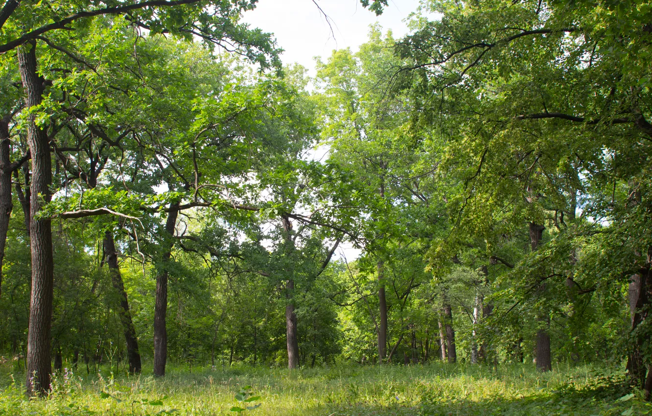 Photo wallpaper forest, summer, the sky, trees, nature, Russia, June, Samara