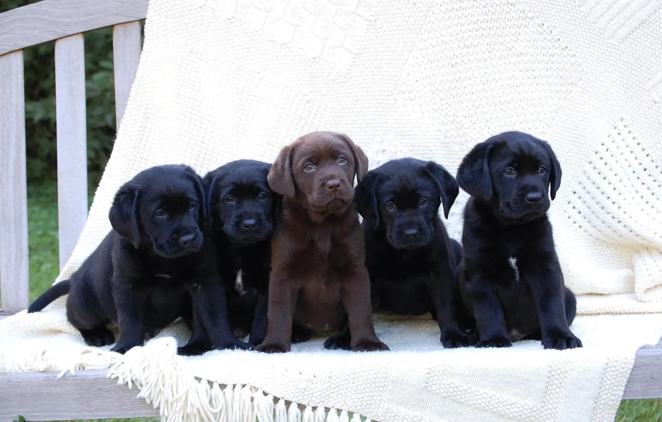 Photo wallpaper puppies, Labrador, black, chocolate