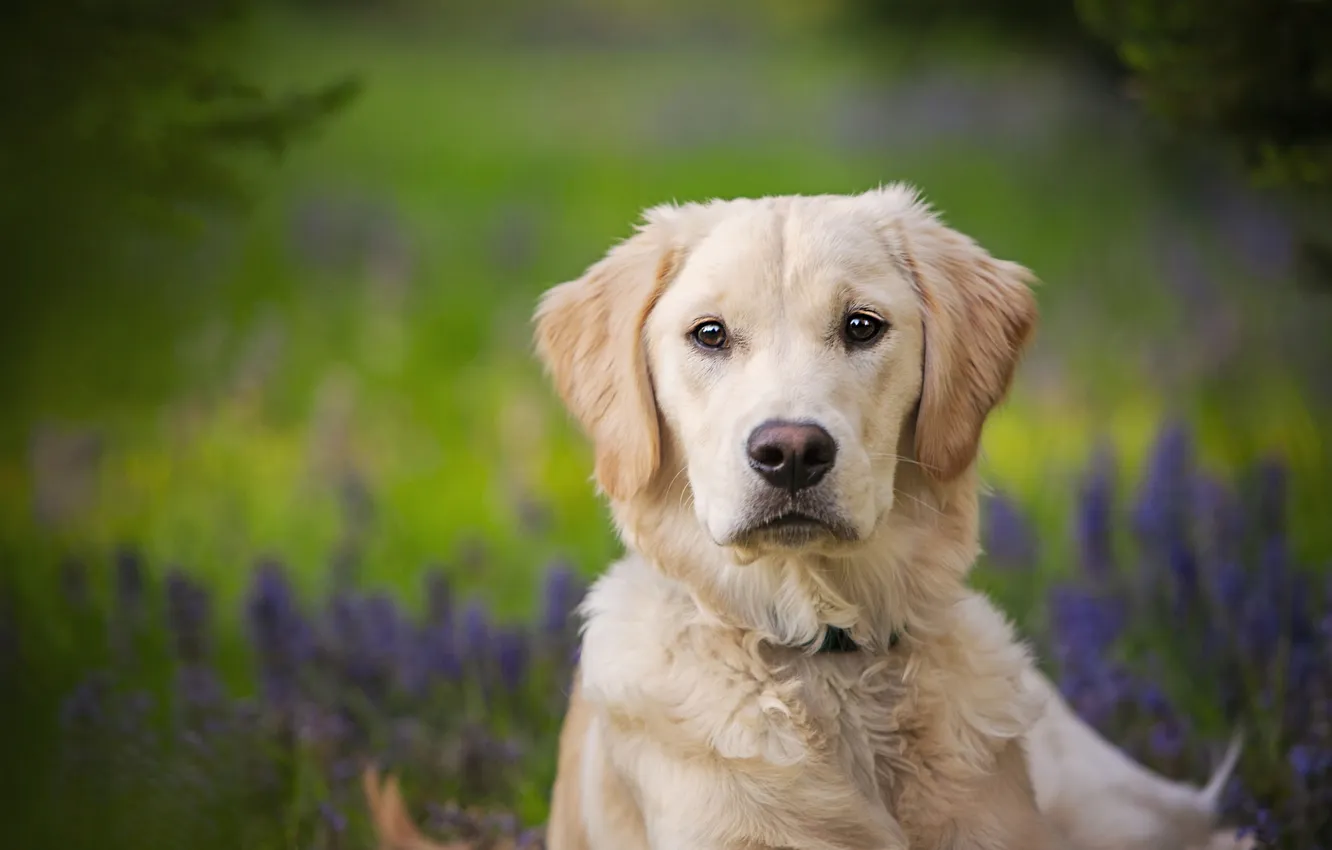 Photo wallpaper look, flowers, dog, face, Labrador, Retriever