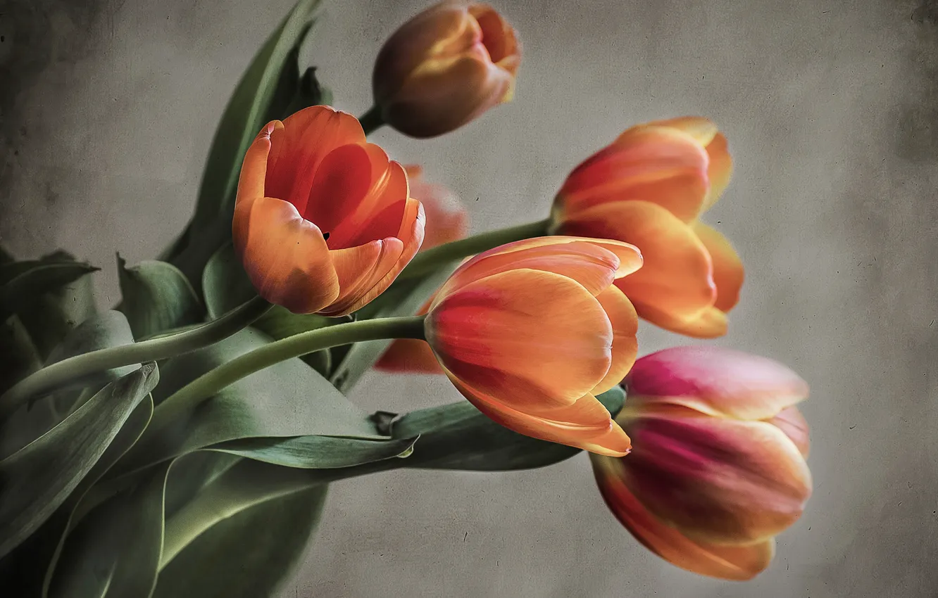 Photo wallpaper background, bouquet, tulips