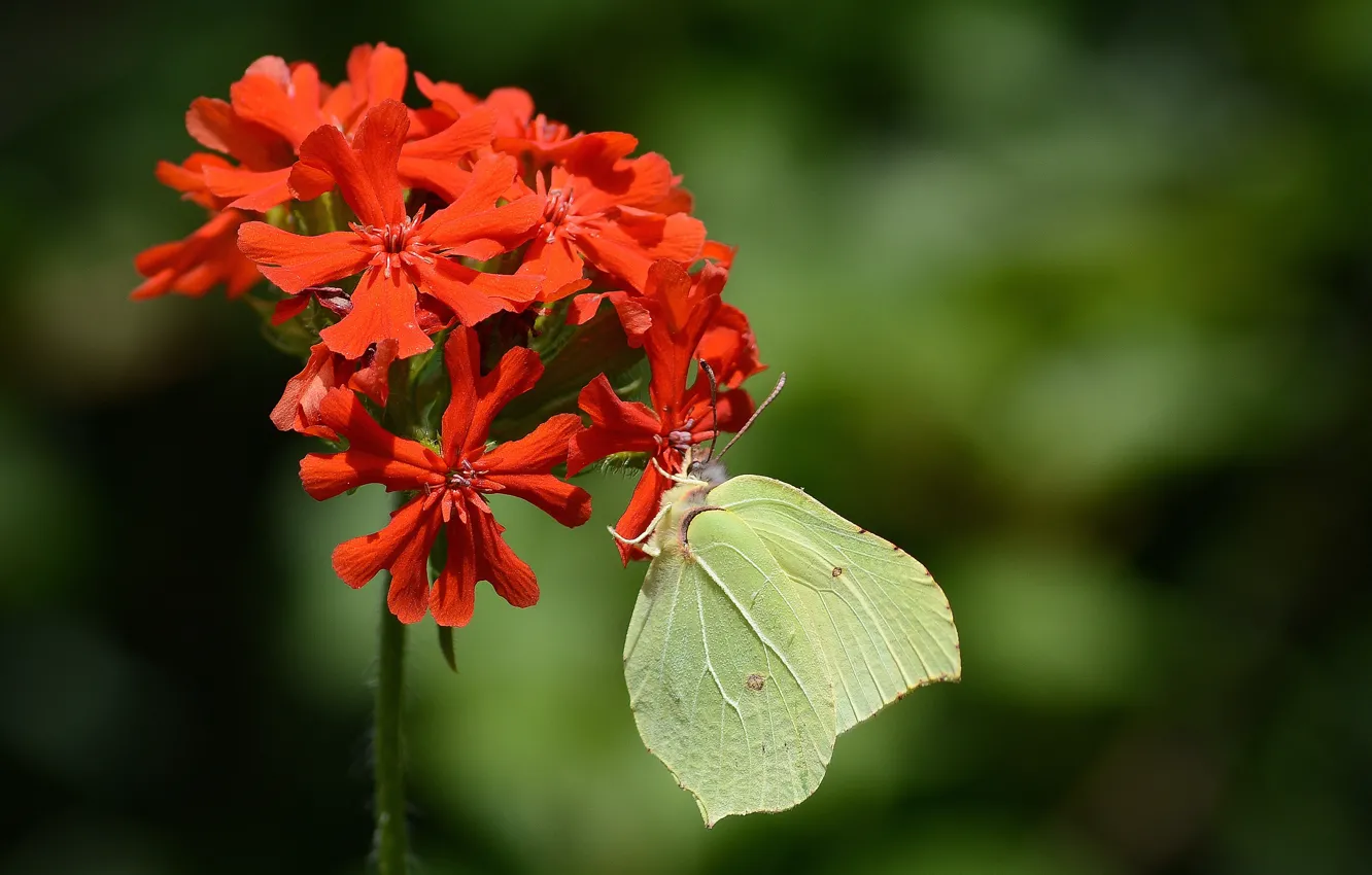 Photo wallpaper flowers, butterfly, the limonite