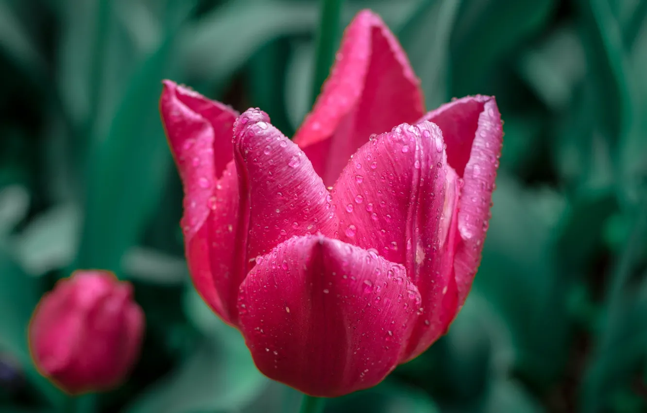Photo wallpaper macro, tulips, bokeh, bokeh, drops, pink tulips